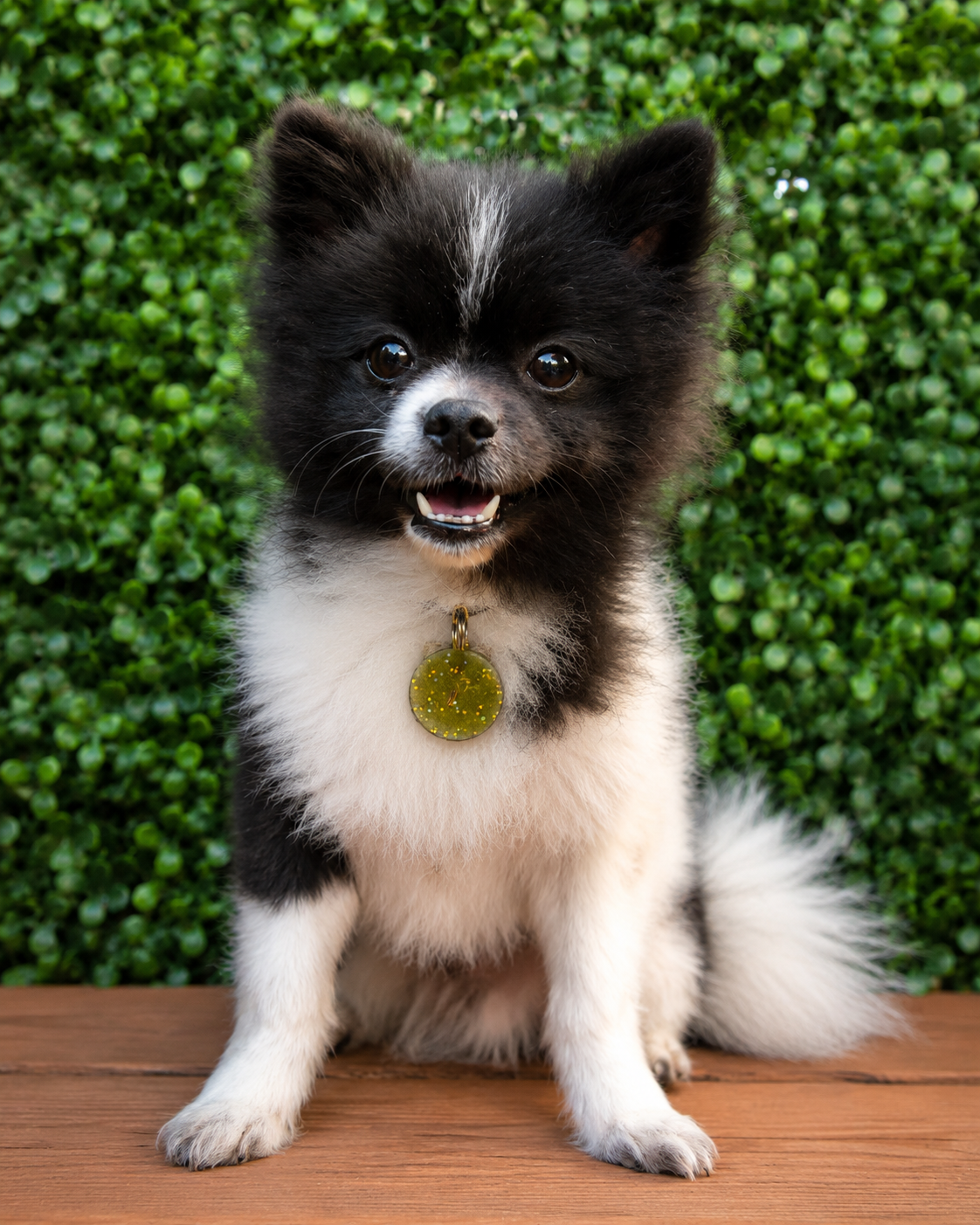 Chien pomeranien Kawaii noir et blanc avec un medaillon orgonite ronde jaune fait dobsidienne noir