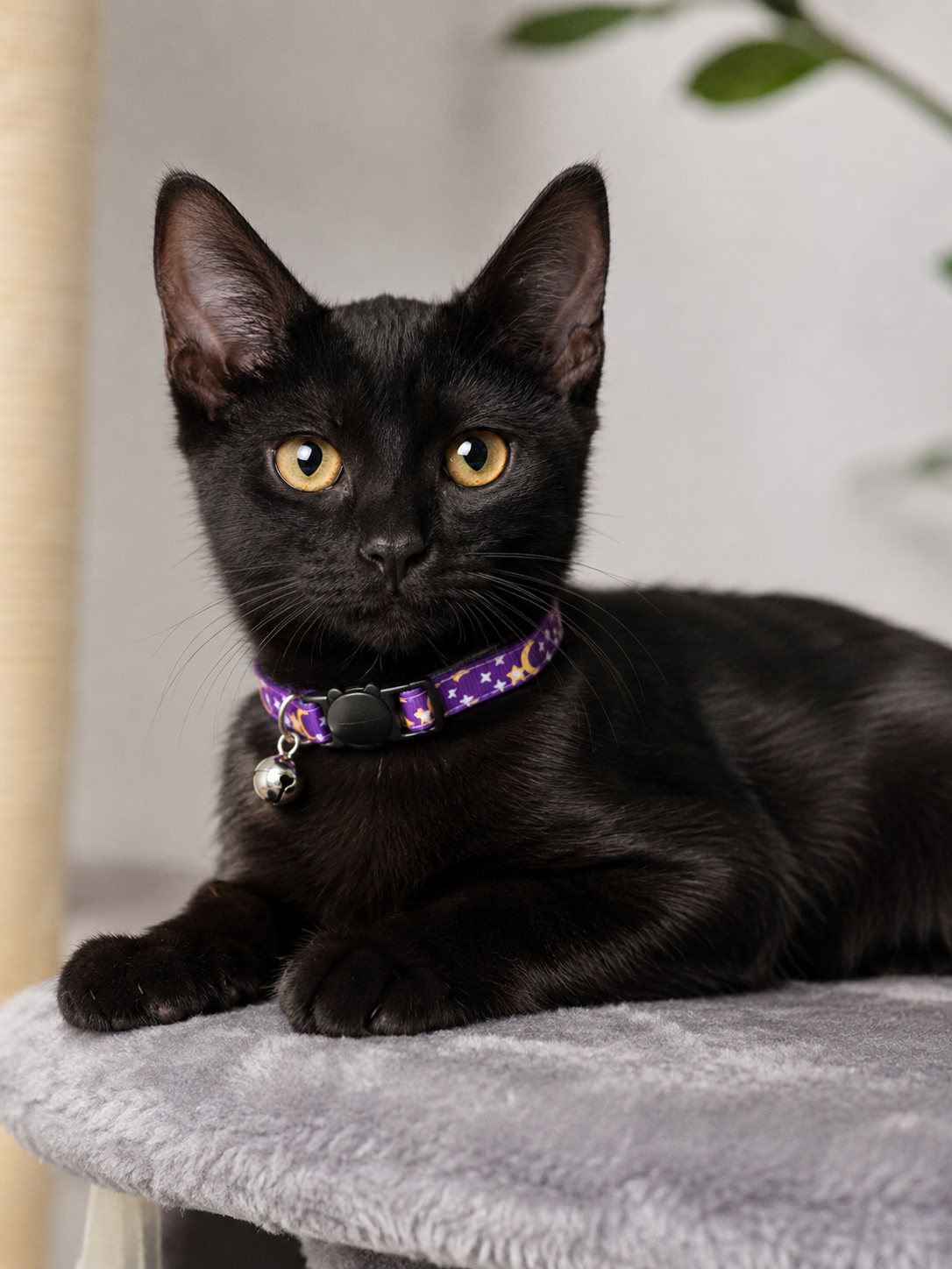 Collier pour Chat Réglable avec Clochette | Motif Lune et Étoiles 🌙